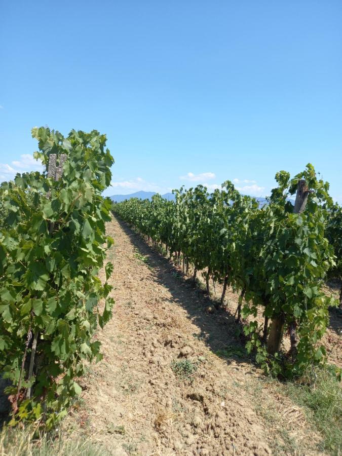La Quiete Tra Le Vigne Tuscany Collesalvetti Bagian luar foto