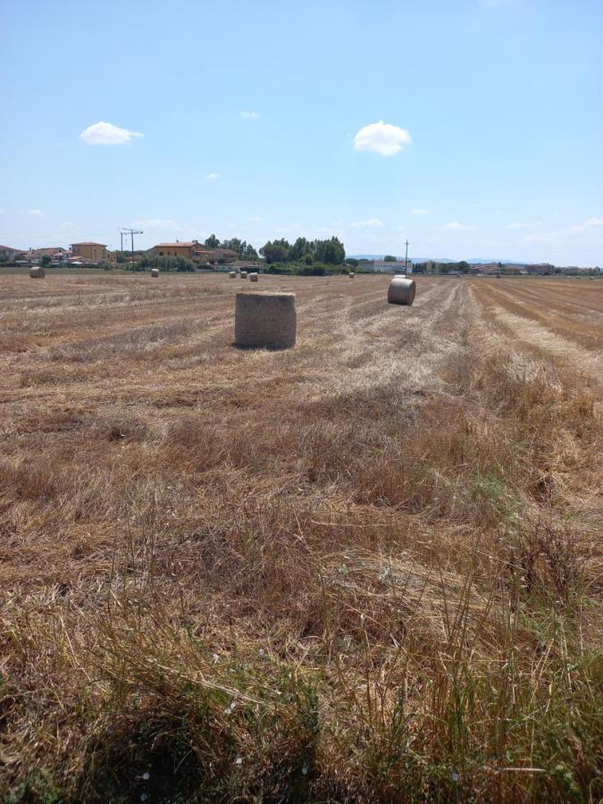 La Quiete Tra Le Vigne Tuscany Collesalvetti Bagian luar foto