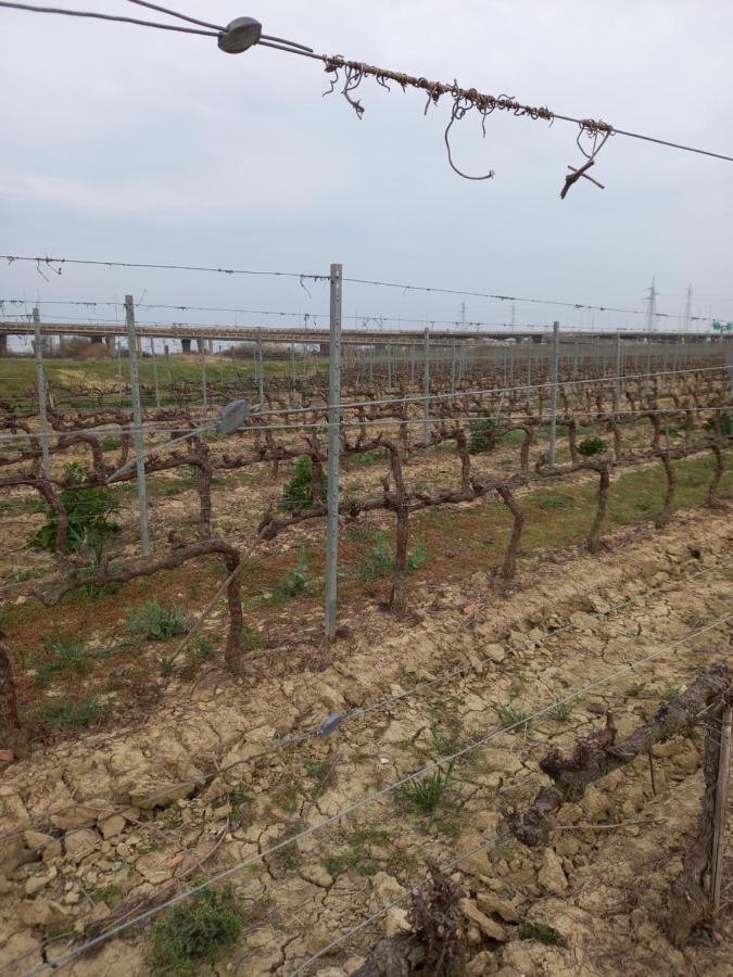 La Quiete Tra Le Vigne Tuscany Collesalvetti Bagian luar foto